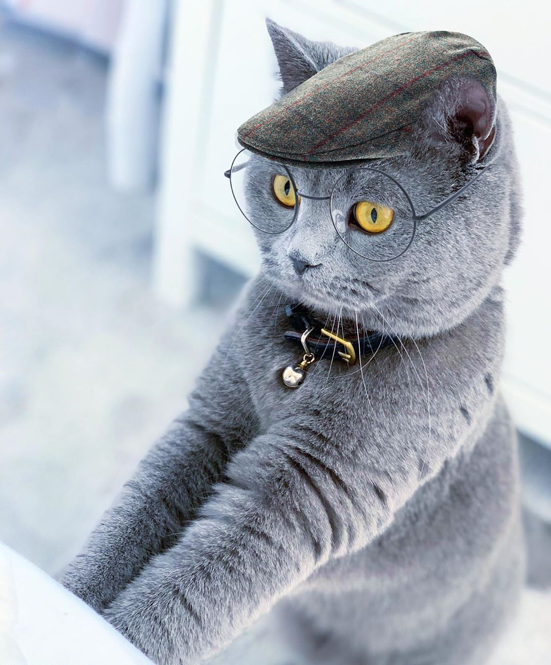 Detective Cat